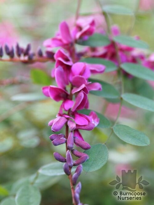 INDIGOFERA howellii 'Reginald Cory' 