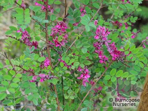 INDIGOFERA kirilowii  