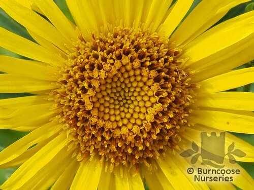 INULA ensifolia  
