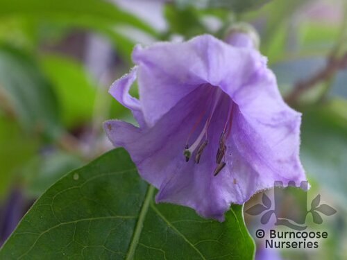 IOCHROMA   