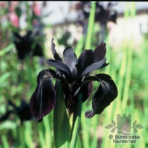 IRIS chrysographes  