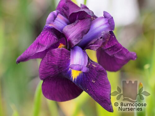 IRIS ensata  