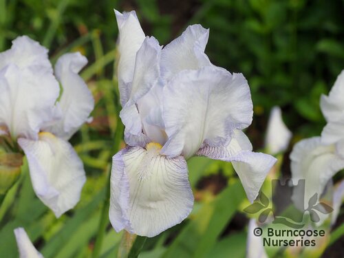 IRIS 'Jane Phillips'  