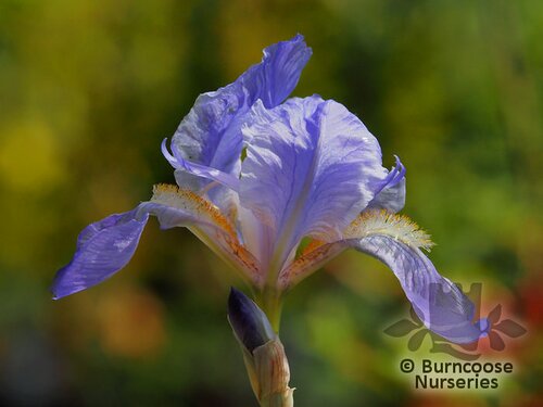 IRIS pallida 'Variegata'  