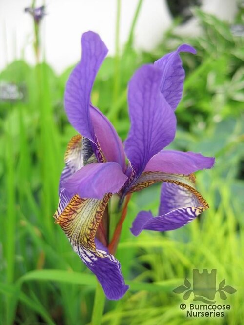 IRIS sibirica 'Blue King' 