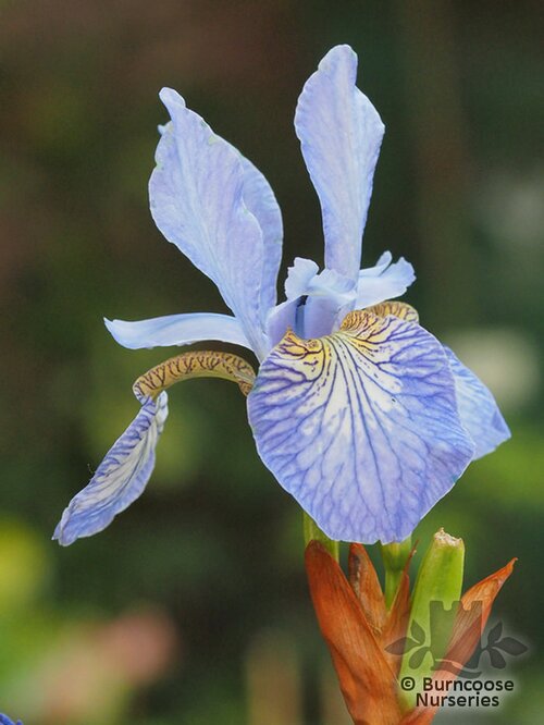 IRIS   
