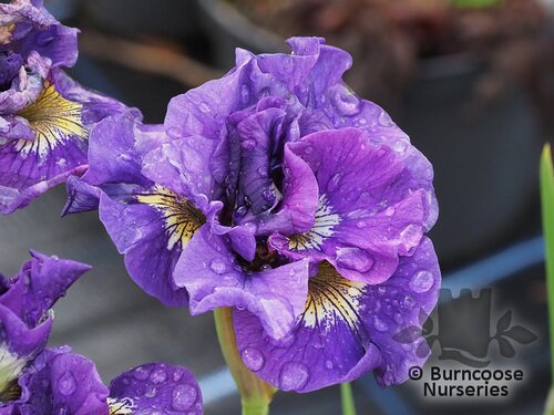 IRIS sibirica 'Ruffled Velvet' 