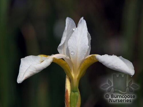 IRIS sibirica 'Snow Queen' 