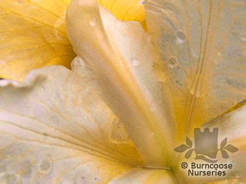 IRIS sibirica 'Butter and Sugar' 