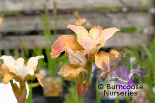 IRIS sibirica 'Colonel Mustard' 