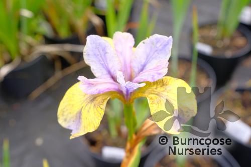 IRIS sibirica 'Tipped in Blue' 