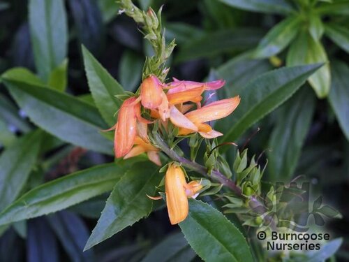 ISOPLEXIS canariensis 'Bella' 