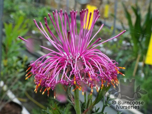 ISOPOGON formosus  