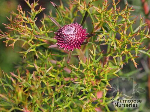 ISOPOGON   
