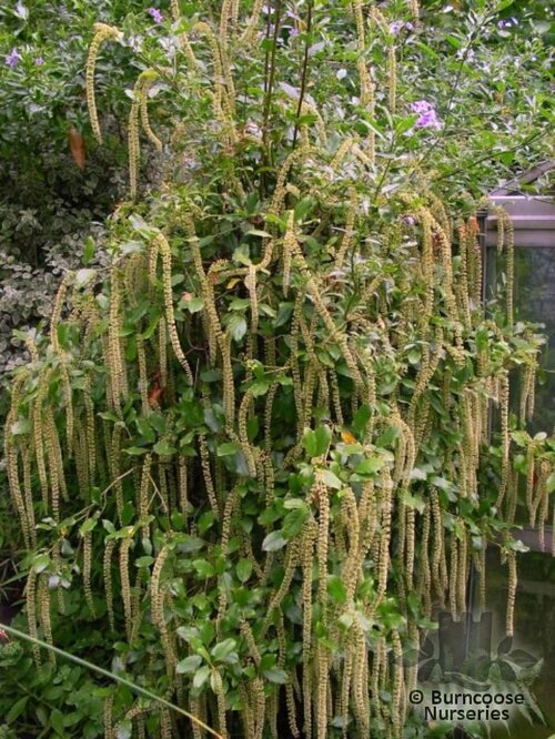 ITEA ilicifolia  