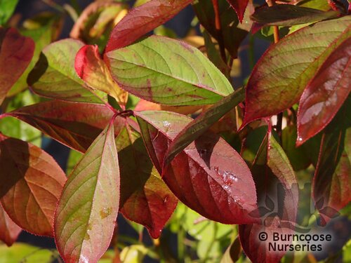 ITEA virginica 'Little Henry' 
