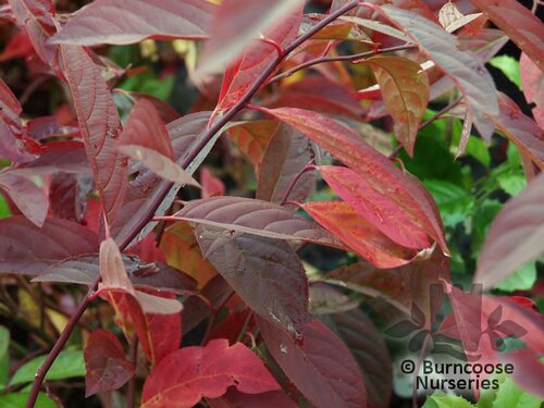 ITEA virginica 'Henry's Garnet' 