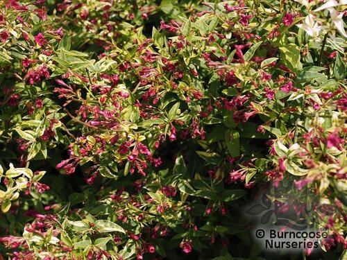JASMINUM beesianum  