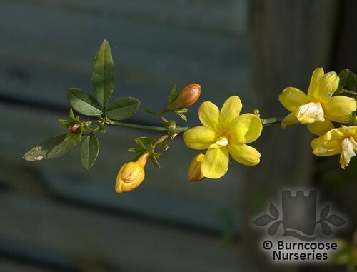 JASMINUM mesnyi  