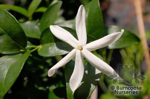 JASMINUM nitidum   