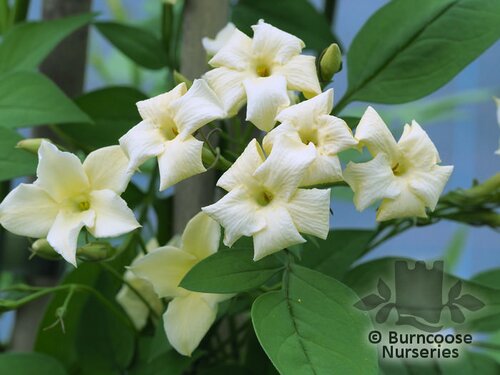 JASMINUM officinale affine 'Clotted Cream' 