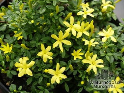 JASMINUM   