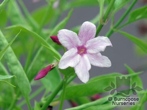JASMINUM x stephanense  