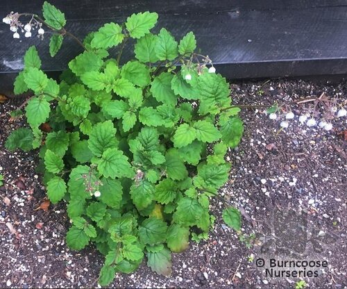 JOVELLANA sinclairii  