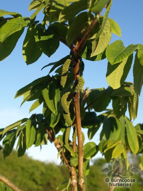 JUGLANS ailanthifolia  
