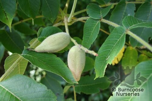 JUGLANS   