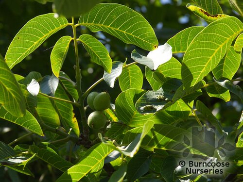 JUGLANS nigra  
