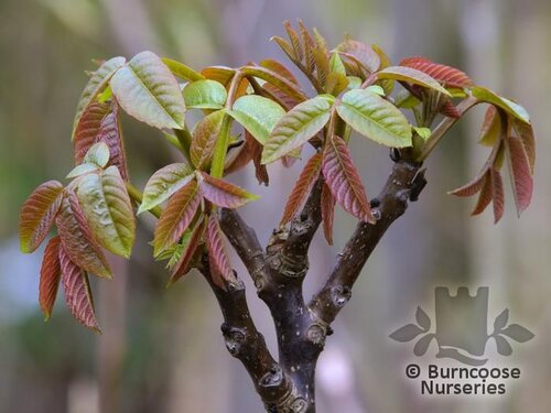 JUGLANS regia  