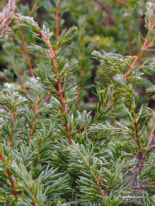 JUNIPERUS communis 'Repanda' 