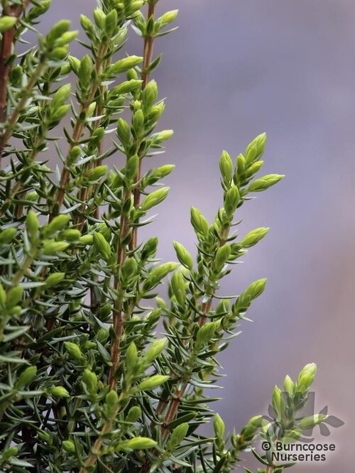JUNIPERUS communis 'Compressa' 