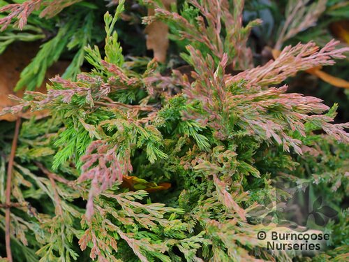 JUNIPERUS horizontalis 'Limeglow' 