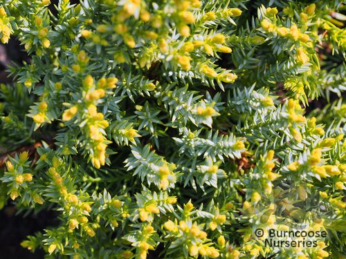 JUNIPERUS procumbens 'Nana' 