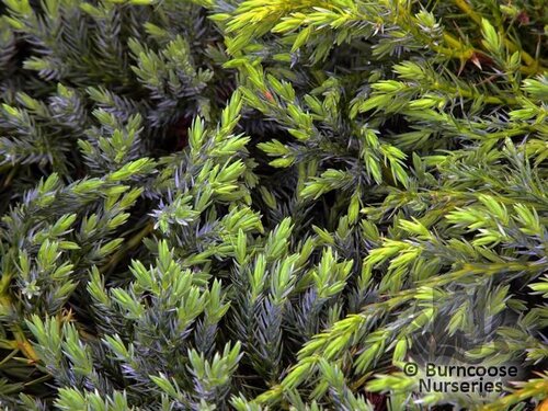JUNIPERUS squamata 'Blue Carpet' 