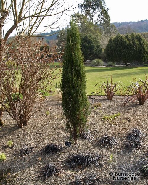 JUNIPERUS virginiana 'Blue Arrow'  