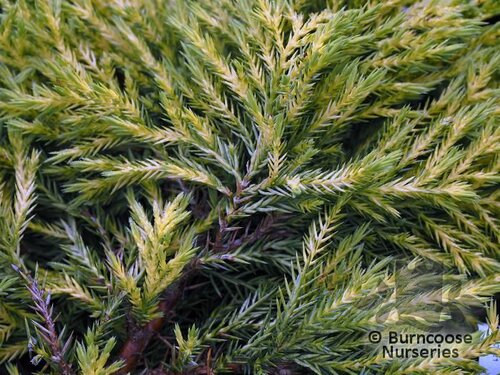 JUNIPERUS x media 'Carbery Gold 