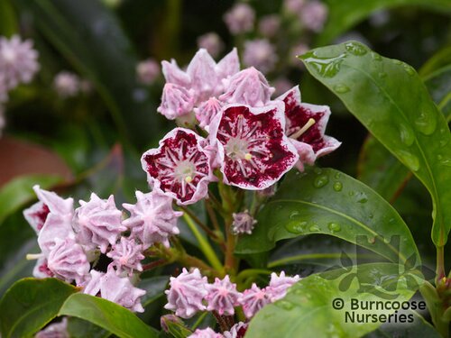 KALMIA latifolia 'Carousel' 