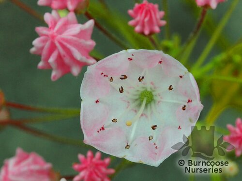 KALMIA latifolia  