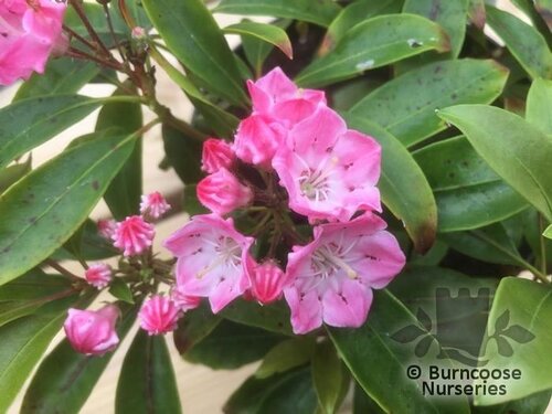 KALMIA latifolia 'Bridesmaid' 