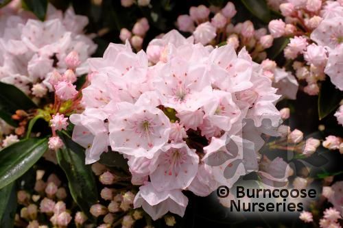 KALMIA latifolia 'Elf' 