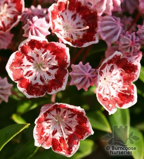 KALMIA latifolia 'Minuet' 