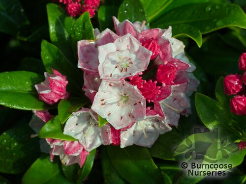 KALMIA latifolia 'Olympic Fire' 