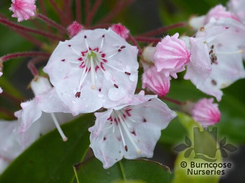 KALMIA latifolia 'Ostbo Red' 