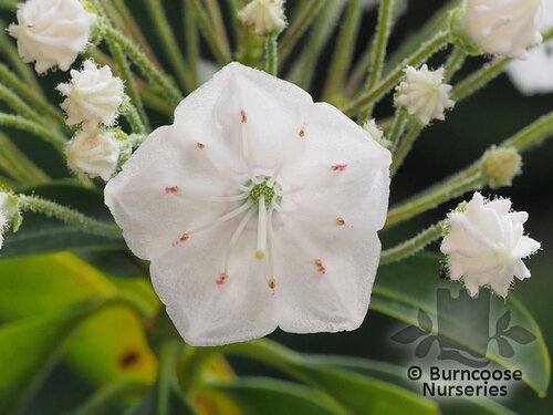 KALMIA latifolia 'Snowdrift' 