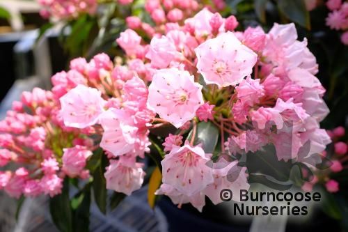 KALMIA latifolia 'Tiddlywinks' 