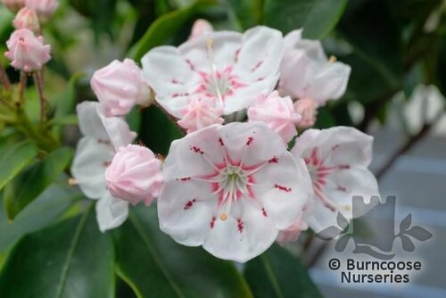 KALMIA latifolia 'Zebulon' 