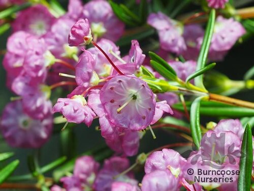 KALMIA polifolia 'Newfoundland' 